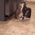 A thorough cleaning for his land beaver friend