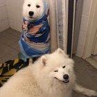 After a violent battle getting her in the bath, she just gave up on life altogether.