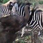 Baby elephant very interested in his new friend