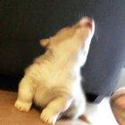 The cutest awoo ever