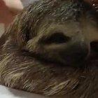 Lazy bear rescued hugging a woman. They often hug people who believe they are their mothers from whom they were separated.