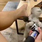 Let me have some of that fun