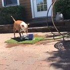 He does not understand