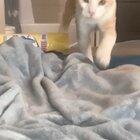 Featuring adorable Kitten