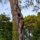 Racoon Family Going Into their Tree