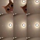 The best TikTok ever