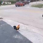Well, it’s good to know why chickens cross roads.