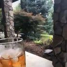 DAMN BOAH, HE THICC BOAH!!!