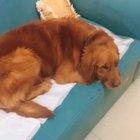 Good boy keeping his little friend cozy and warm