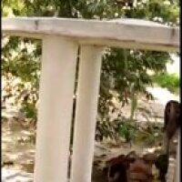 Har Har Mahadev 🐍