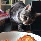 Touch the fried food