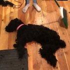 owNeR BRuTALLY DismEmBers doG