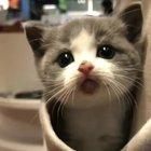 Kitty's new favorite place.