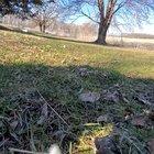 Dixiedo fox runs away with my phone. Tries to bury it (play with sound on)