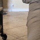 Piglet stops on a dime