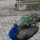 A beautiful peacock