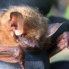Tiny (and thirsty!) tri-colored bats (American perimyotis) are on the move around Austin. We took in three yesterday, two severely dehydrated.