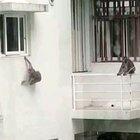 Monkeys enjoying the good life!