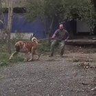 “He’s just tryin’ to say hi, he’s friendly!”