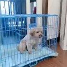 Doggo makes himself comfortable.