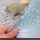 He made his own extensions :,)