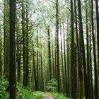 Hiking in the PNW rain forests is magical. Completely alone. Just me, my dog, and the rain.