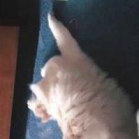 The cat screamed got me hahaha