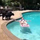 *Baywatch theme plays in doggos head*