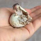 🔥 A King cobra emerging from its shell 🔥