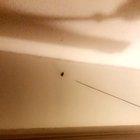 Recently bought a sword and a roach was on the wall