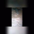 BayyyybeeeeSHARK! Doo doo doo doo doo do!