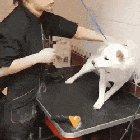 The way this talented groomer creates trust with this shibe in less than 60 seconds