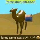 camel sex 3d مضحك كبير البنجابية الجنس مجانا funny animation