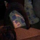 Blanket for street dogs on a cold night