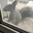 Everyday this squirrel trades dried leaves for fresh nuts at this woman's apartment window.