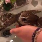 Just keep swimming... or floating in this case