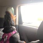 Someone got too excited for puppy car ride...