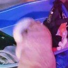 Spooky scary skeletons have nothing on dancing pugs