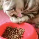 I could watch this little guy the entire day.