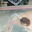 A new imaginary friend