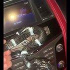 Arab pranks = best pranks