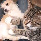 Mickey making puppy biscuits