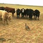 Goose fends off gang of cows