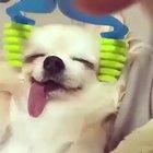 Doggo: hey do that thing I like