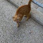 A permanent resident at the local clinic. He can do anything except enter the building and he’s not happy about that