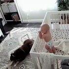 Nanny cam captures a dog attacking the crying baby ........ with a kiss😘😄🌺❤️
