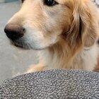 Pixie gets very sad when I don't pet her...