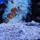 Caught my clowns doing.... this