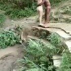 Tarzan is out of shape...