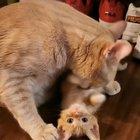 This cuteness overload